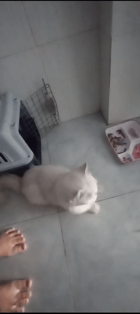 Mèo Ba Tư Cái Trắng Đã triệt sản. Mua bán Mèo tại Quận Gò Vấp Tp Hồ Chí Minh được đăng bởi Hoang Anh hình 1