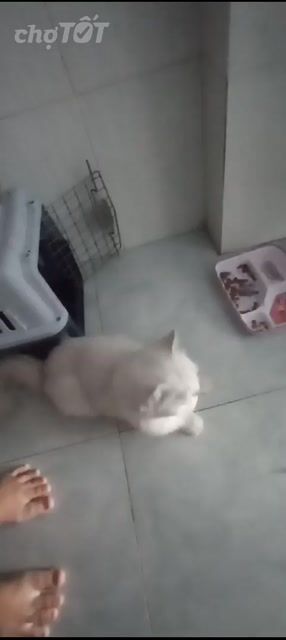 Mèo Ba Tư Cái Trắng Đã triệt sản. Mua bán Mèo tại Quận Gò Vấp Tp Hồ Chí Minh được đăng bởi Hoang Anh hình 1