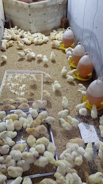 Gà ta giống Miền Nam Khỏe mạnh. Mua bán Gà tại Quận 12 Tp Hồ Chí Minh được đăng bởi Trần Huyền hình 1