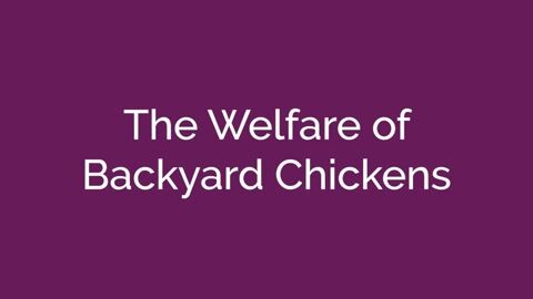 The Welfare of Backyard Chickens