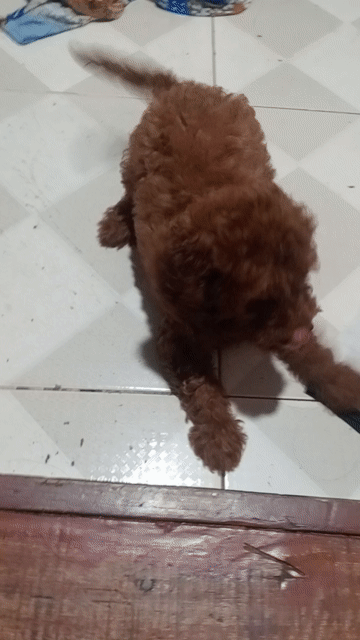 Chó Poodle 2 tháng tuổi. Mua bán Chó tại Quận Hà Đông Hà Nội được đăng bởi Ninh Nguyễn  hình 1
