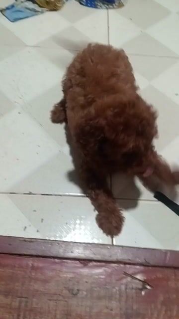 Chó Poodle 2 tháng tuổi. Mua bán Chó tại Quận Hà Đông Hà Nội được đăng bởi Ninh Nguyễn  hình 1