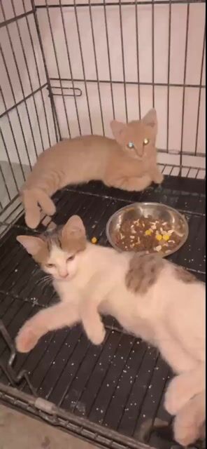 Mèo Anh lông dài lai mèo ta con có vía hạt. Mua bán Mèo tại Quận Gò Vấp Tp Hồ Chí Minh được đăng bởi zyzy hình 1