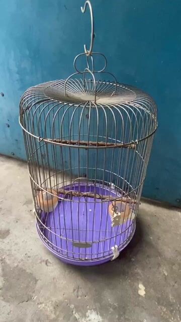 Lồng chim Inox màu Bạc. Mua bán Phụ kiện, Thức ăn, Dịch vụ tại Quận Tân Phú Tp Hồ Chí Minh được đăng bởi Bonsai gốm sứ nghệ thuật hình 1