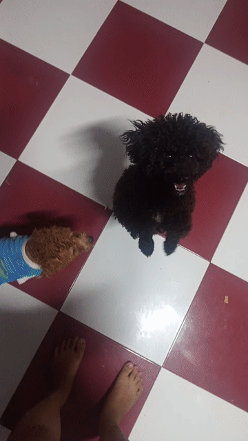 Chó Poodle cái gần 1 tuổi. Mua bán Chó tại Thị xã Gò Công Tiền Giang được đăng bởi Thúy Quỳnh hình 1