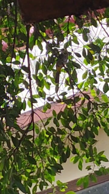 Chim Hoành hoạch trắng bổi tuyển. Mua bán Chim tại Huyện Hóc Môn Tp Hồ Chí Minh được đăng bởi vũ chim bổi hình 1