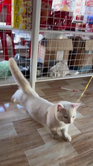 Mèo Munchkin chân ngắn trắng đã tiêm. Mua bán Mèo tại Thị Xã Buôn Hồ Đắk Lắk được đăng bởi Trần Đức Trung hình 1
