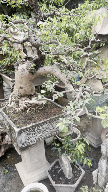 Hoa giấy dáng trực hoành thuần chậu lâu năm.. Mua bán Cây cảnh, đồ trang trí tại Quận Long Biên Hà Nội được đăng bởi Nguyen Thanh hình 1