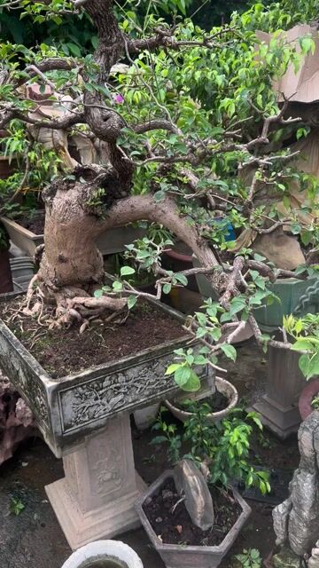 Hoa giấy dáng trực hoành thuần chậu lâu năm.. Mua bán Cây cảnh, đồ trang trí tại Quận Long Biên Hà Nội được đăng bởi Nguyen Thanh hình 1
