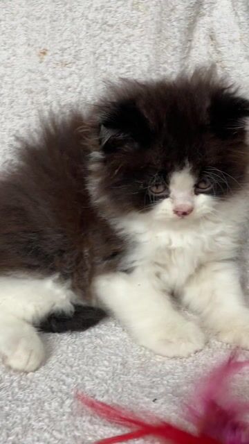 Mèo ALD đực 2 tháng béo ú. Mua bán Mèo tại Quận 8 Tp Hồ Chí Minh được đăng bởi Mèo Meo hình 1