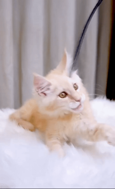 Mèo Main Coon Cái 2 tháng Nhập Trung. Mua bán Mèo tại Quận Nam Từ Liêm Hà Nội được đăng bởi Đại Ngọc ChamMiloHouse hình 1