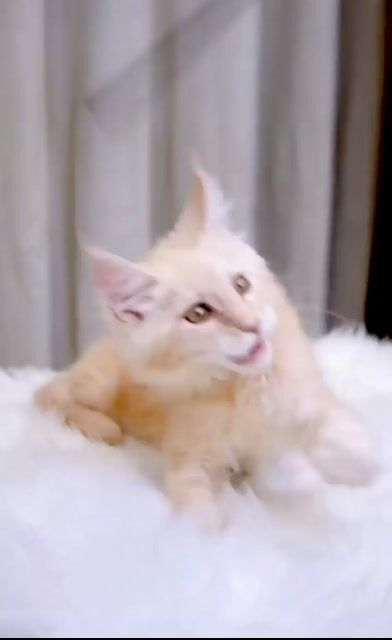 Mèo Main Coon Cái 2 tháng Nhập Trung. Mua bán Mèo tại Quận Nam Từ Liêm Hà Nội được đăng bởi Đại Ngọc ChamMiloHouse hình 1