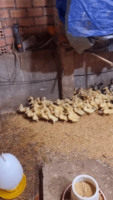 Vịt cỏ nuôi thả vườn Vàng nhạt. Mua bán Thú cưng khác tại Huyện Vĩnh Cửu Đồng Nai được đăng bởi Trần Phước hình 1