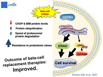 Heat-Shock Protein B1