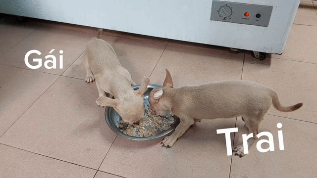 Chó Chihuahua Nâu nhạt 3 tháng đã tiêm 2 mũi. Mua bán Chó tại Quận Gò Vấp Tp Hồ Chí Minh được đăng bởi Phát Đạt  hình 1