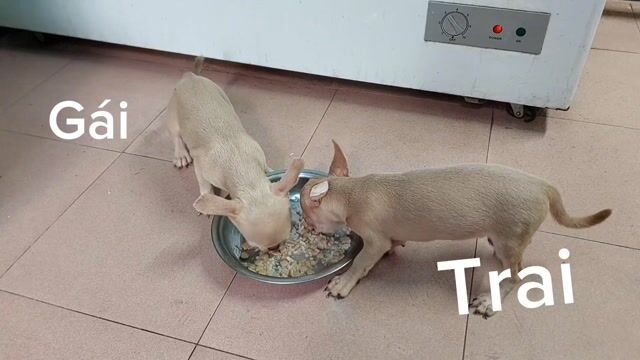 Chó Chihuahua Nâu nhạt 3 tháng đã tiêm 2 mũi. Mua bán Chó tại Quận Gò Vấp Tp Hồ Chí Minh được đăng bởi Phát Đạt  hình 1