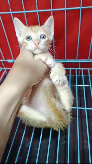 6 Bé Miu 2 tháng Tìm Ba Mẹ Yêu - ĐÃ TIÊM NGỪA