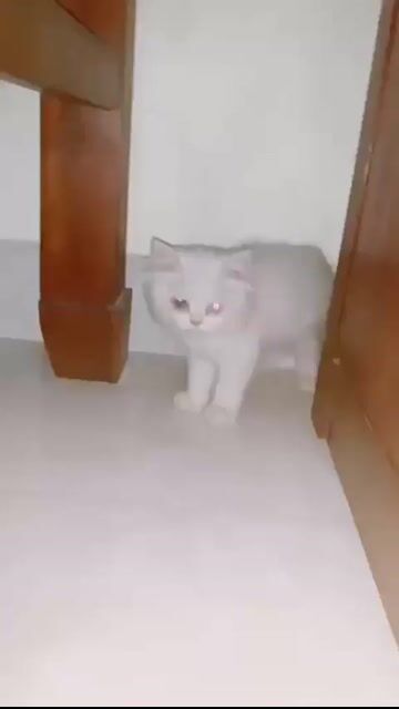 Mèo ALN lai ALD cái 2 tháng màu Trắng. Mua bán Mèo tại Quận Hà Đông Hà Nội được đăng bởi Phương Thảo hình 1