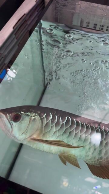 Cá rồng vàng 35-37cm. Mua bán Thú cưng khác tại Quận 7 Tp Hồ Chí Minh được đăng bởi Phúc hình 1