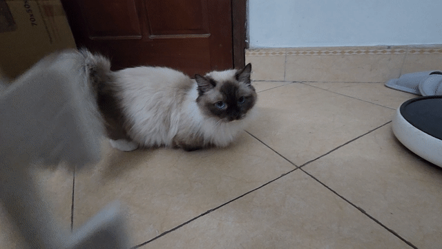 Mèo Ragdoll Munchkin cái 1 tuổi. Mua bán Mèo tại Quận Thanh Xuân Hà Nội được đăng bởi D V hình 1