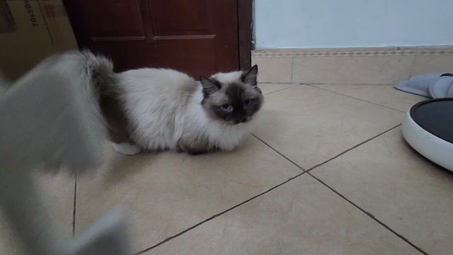 Mèo Ragdoll Munchkin cái 1 tuổi. Mua bán Mèo tại Quận Thanh Xuân Hà Nội được đăng bởi D V hình 1