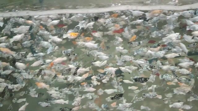 Cá Molly Thuỷ sinh Đa màu. Mua bán Thú cưng khác tại Quận 12 Tp Hồ Chí Minh được đăng bởi Minh Nhật  hình 1