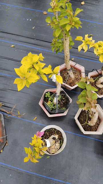 Cây hoa giấy lá vàng. Mua bán Cây cảnh, đồ trang trí tại Huyện Chợ Gạo Tiền Giang được đăng bởi Thì Chơi Thích hình 1