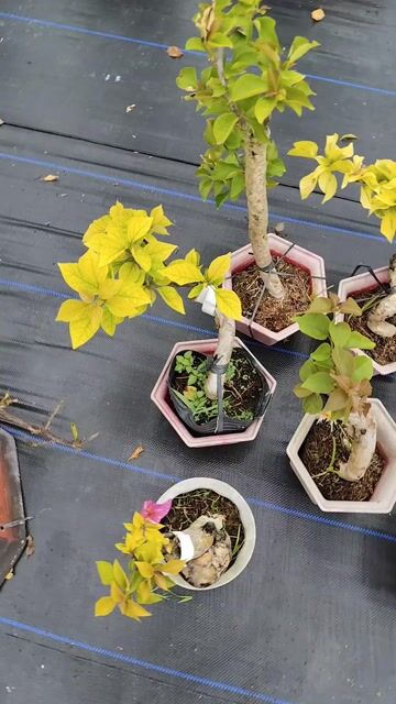 Cây hoa giấy lá vàng. Mua bán Cây cảnh, đồ trang trí tại Huyện Chợ Gạo Tiền Giang được đăng bởi Thì Chơi Thích hình 1