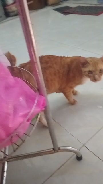 Mèo 3 năm. Mua bán Mèo tại Huyện Nhà Bè Tp Hồ Chí Minh được đăng bởi Hạ hình 1