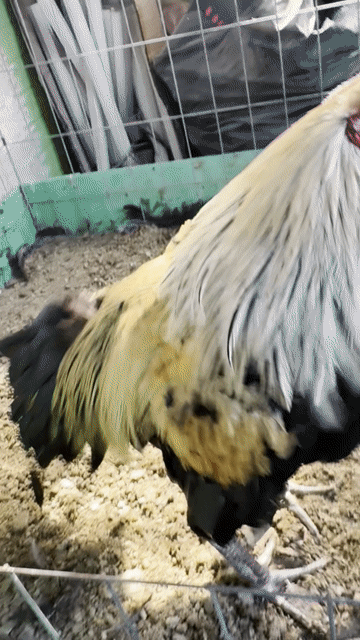Gà trống Đen 3kg Đực. Mua bán Gà tại Quận Ninh Kiều Cần Thơ được đăng bởi mẽ mai độ hình 1