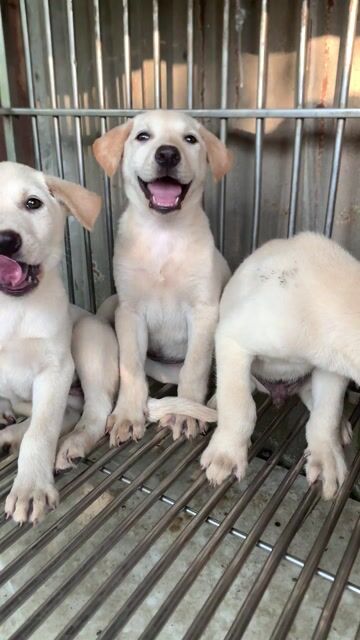 Chó laprador,trắng kem F1,hiền lành thông minh. Mua bán Chó tại Huyện Bình Chánh Tp Hồ Chí Minh được đăng bởi trung Dũng hình 1