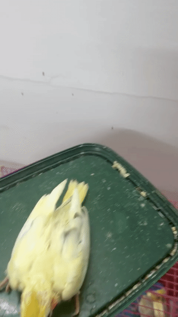 Cockatiel pied. Mua bán Chim tại Quận Gò Vấp Tp Hồ Chí Minh được đăng bởi Chim Cảnh hình 1