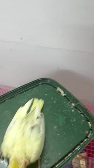 Cockatiel pied. Mua bán Chim tại Quận Gò Vấp Tp Hồ Chí Minh được đăng bởi Chim Cảnh hình 1