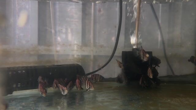 Cá hổ Sumatra 3-5 cm sọc full cổ. Mua bán Thú cưng khác tại Huyện Bình Chánh Tp Hồ Chí Minh được đăng bởi Le Van Cuong hình 1