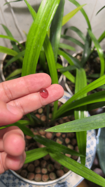 Đá Garnet 2.9 Ct. Mua bán Đồ sưu tầm, đồ cổ tại Thành phố Hạ Long Quảng Ninh được đăng bởi Sine04 Gemstones hình 1