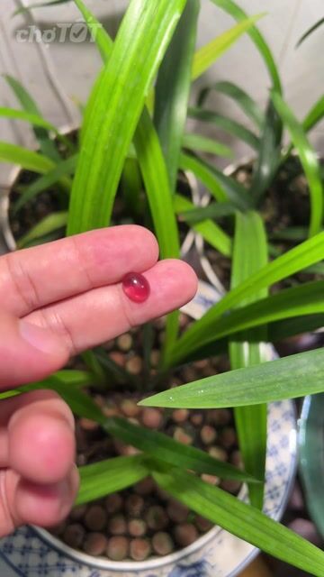 Đá Garnet 2.9 Ct. Mua bán Đồ sưu tầm, đồ cổ tại Thành phố Hạ Long Quảng Ninh được đăng bởi Sine04 Gemstones hình 1