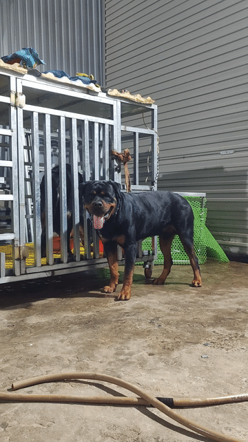 Chó Rottweiler đực. Mua bán Chó tại Quận Hà Đông Hà Nội được đăng bởi Duc  hình 1