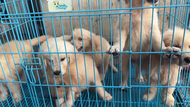 Golden Thuần chủng bố mẹ tại nhà. Mua bán Chó tại Thành phố Thủ Dầu Một Bình Dương được đăng bởi Tuyet Anh hình 2