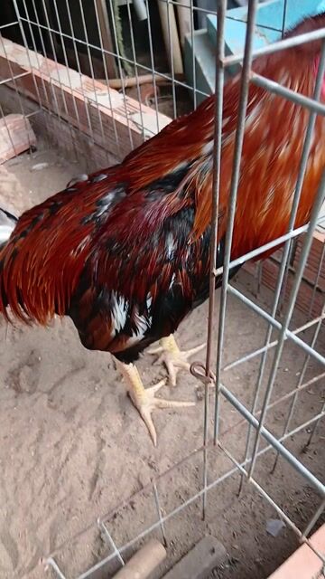 Gà chọi trống Nâu đỏ 2.8kg. Mua bán Gà tại Quận Ninh Kiều Cần Thơ được đăng bởi TranKhien hình 1