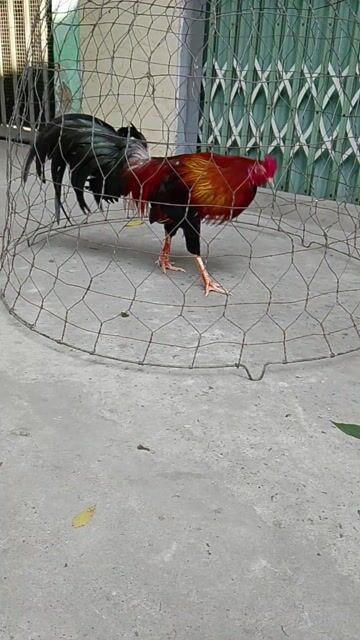 Gà trống Đực khỏe mạnh. Mua bán Gà tại Huyện Bình Chánh Tp Hồ Chí Minh được đăng bởi binh vui ve hình 1