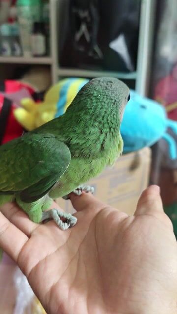 Vẹt non màu xanh lá. Mua bán Chim tại Quận 12 Tp Hồ Chí Minh được đăng bởi Buôn Lậu hình 1