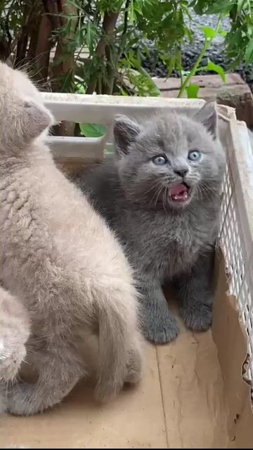 Mèo Anh lông ngắn đực 2 tháng đã tiêm. Mua bán Mèo tại Quận 11 Tp Hồ Chí Minh được đăng bởi Vi Milk hình 1