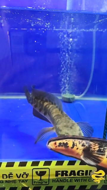 Lóc yellow sen viền vẩy tốt OK. Mua bán Thú cưng khác tại Huyện Trảng Bàng Tây Ninh được đăng bởi CÁ CẢNH TB hình 1