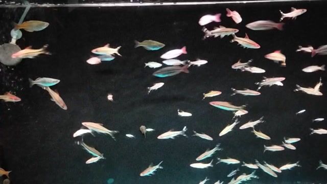 Cá cầu vồng. Mua bán Thú cưng khác tại Quận Tân Bình Tp Hồ Chí Minh được đăng bởi Phát Body hình 1