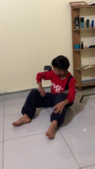 chim khứou. Mua bán Chim tại Huyện Lệ Thủy Quảng Bình được đăng bởi Phạm Thế Bình hình 1