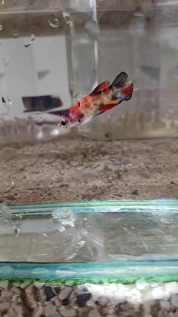 Cá betta 5. Mua bán Thú cưng khác tại Huyện Trà Ôn Vĩnh Long được đăng bởi Hồng Thúy hình 1