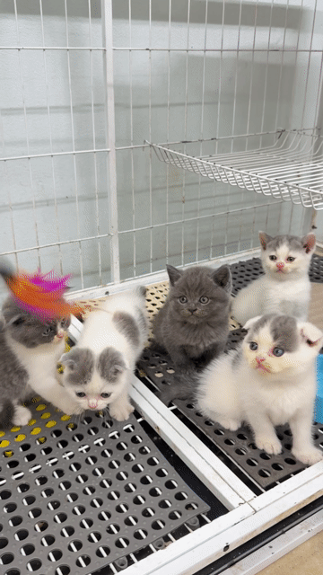 Mèo Tai cụp Bicolor. Mua bán Mèo tại Quận Thanh Xuân Hà Nội được đăng bởi Pets House hình 1