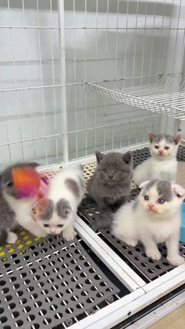 Mèo Tai cụp Bicolor. Mua bán Mèo tại Quận Thanh Xuân Hà Nội được đăng bởi Pets House hình 1