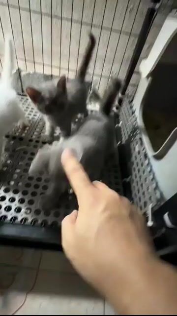 Mèo con anh lông ngắn xám. Mua bán Mèo tại Quận Hải Châu Đà Nẵng được đăng bởi Minh Phạm hình 1