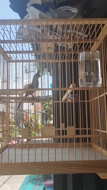 Chim sảy trống. Mua bán Chim tại Quận Bình Tân Tp Hồ Chí Minh được đăng bởi Lê Đức hình 1